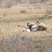 shocking moment lion raises cub while hunting prey 116616