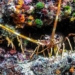 shrimp crab and oysters can sense pain 117296