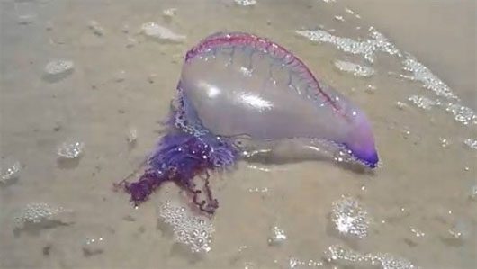 Discovery of a transparent marine creature, extremely "magical"