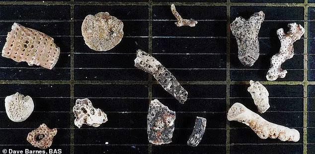 Bizarre organisms found beneath the Antarctic ice shelf