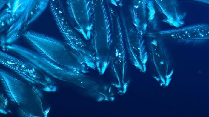 The competition is held to honor microscopy photography.