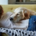 sleep expert us guides how to improve sleep and emotional health 116210