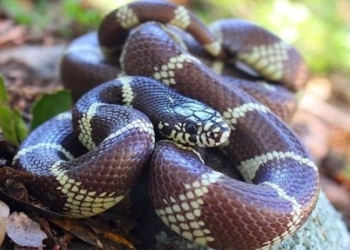 snake attack sap removes all steel on spanish island 117784
