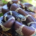 snake attack sap removes all steel on spanish island 117784