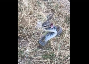 snake bites man in the mouth 117823