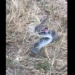 snake bites man in the mouth 117823