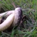 snake monster dies to burn wild cat 78280