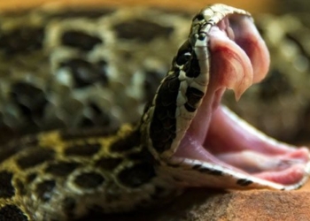 snake teeth before or venomous fangs before 116183