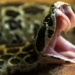 snake teeth before or venomous fangs before 116183