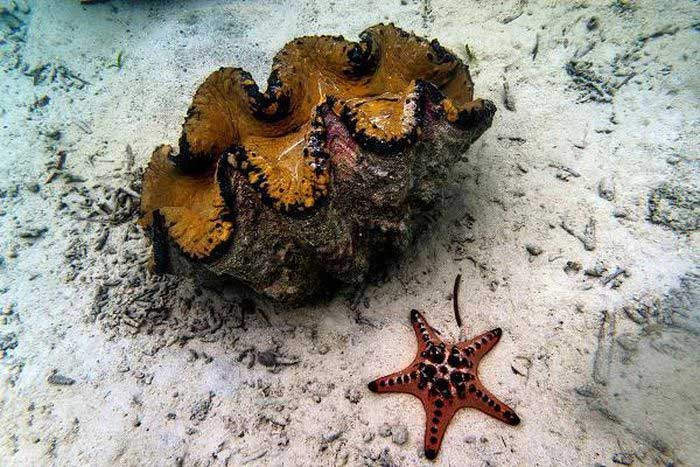 Each day, the Giant Clam can filter up to hundreds of liters of water.