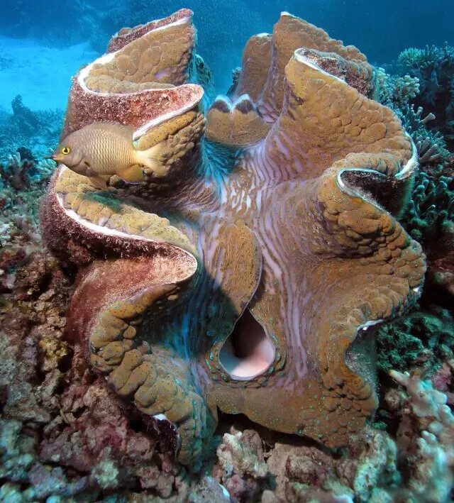 They are incredibly colorful.