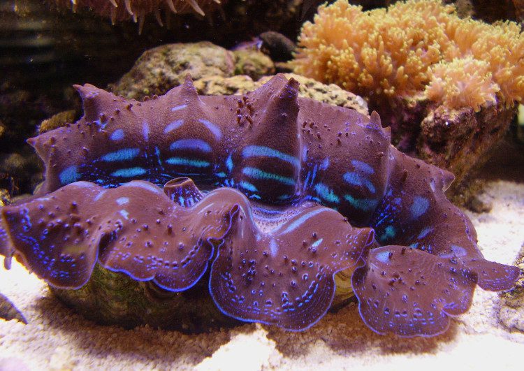 The Giant Clam is a hermaphroditic species.