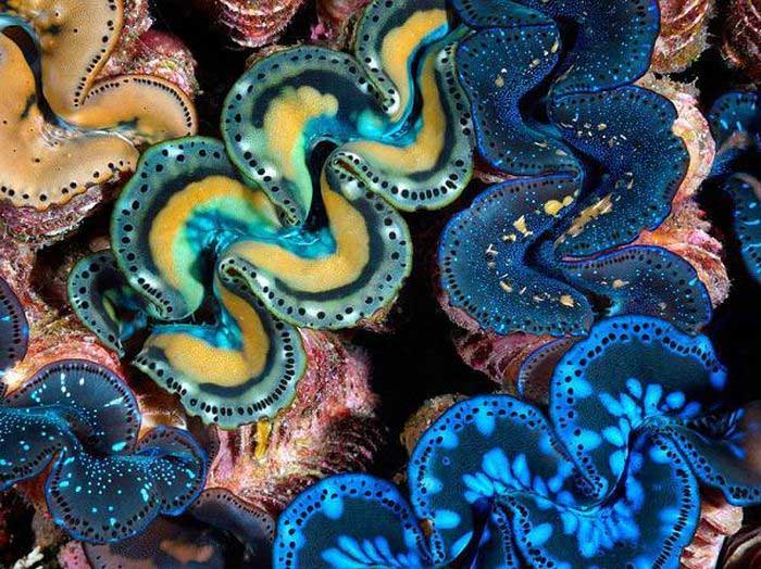 The Giant Clam is a species of bivalve with a hard, thick shell and has 4-7 vertical folds on its shell.