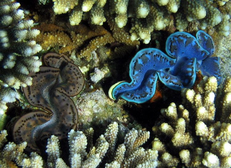 The siphon and meat of the Giant Clam are used to prepare many delicious and nutritious dishes.
