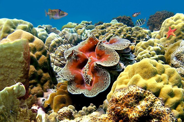 The scientific name of the Giant Clam is Tridacna gigas, discovered in 1521.