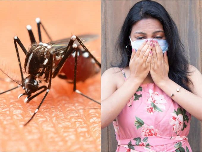 Dengue virus is spread by mosquitoes while SARS-CoV-2 spreads through droplets when talking, coughing, or sneezing.