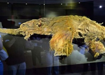 species extinct since 5000 years no one in canada 117673