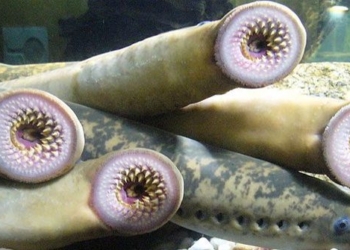 species of fish with terrifying appearance has inspired the creation of robots 117178