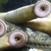 species of fish with terrifying appearance has inspired the creation of robots 117178