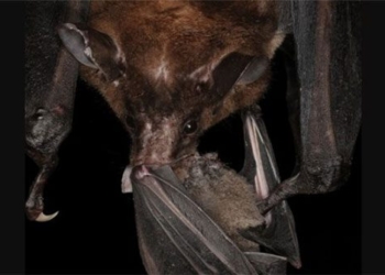 species of football which eats wild meat 117770