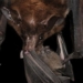 species of football which eats wild meat 117770