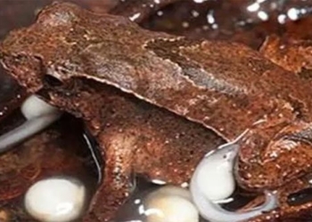 species of frog recently discovered is already extinct 117088