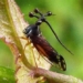 strange appearance of alien insect species 116004