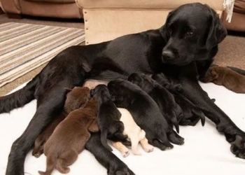 strange black dog gives birth to yellow brown very rare puppy 117103