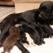 strange black dog gives birth to yellow brown very rare puppy 117103