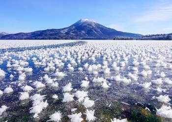 strange flowers growing in the middle of the water lake price 116803