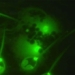 strange organisms that can survive without oxygen 117536
