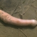 strange species with appearance similar to the sensitive part of a man 115668
