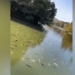 strange story thousands of fish dried in alcohol locked in a black box 117469