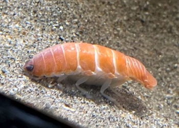 strange type of microorganism looks just like sushi mouth 116363
