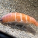 strange type of microorganism looks just like sushi mouth 116363
