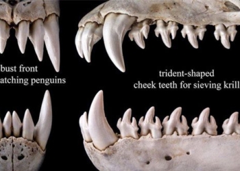 stunned with the peculiar jaw of the 115948 eating crab