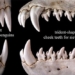 stunned with the peculiar jaw of the 115948 eating crab