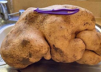 stunning discovery of 8kg monster sweet potato in home garden 116982