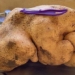 stunning discovery of 8kg monster sweet potato in home garden 116982
