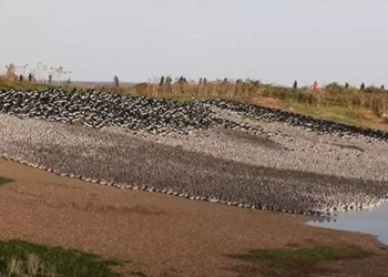 stunning video of nearly 90 000 birds foraging