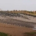 stunning video of nearly 90 000 birds foraging