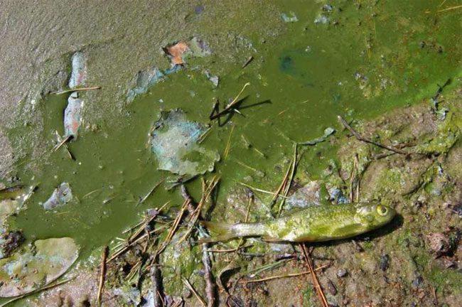 The algal bloom event killed many aquatic animal species.