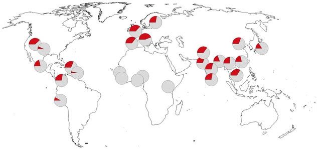 Distribution of the beneficial haplotype on chromosome 12 protecting against Covid-19.
