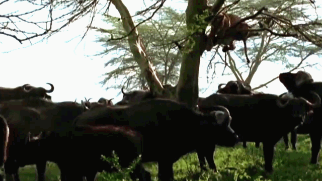 Chased, the lion hurriedly climbs a tree.