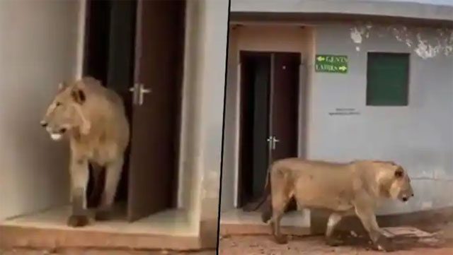 Lion shocks by exiting... a restroom.