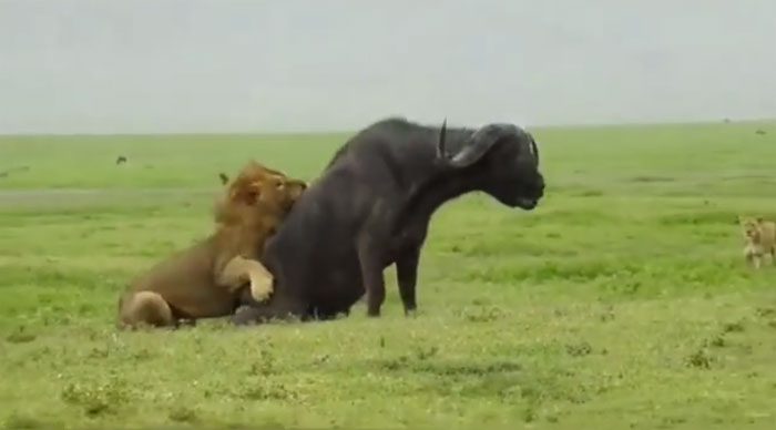 The male lion sprinted after, leaping onto the wildebeest's back.