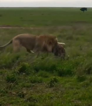 Typically, lions emerge victorious in confrontations.