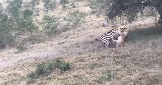 The lion hurriedly tries to grab the prey.