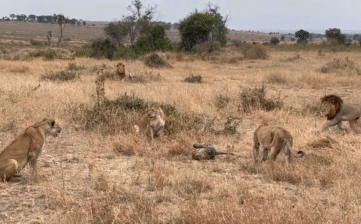 Lion hunting leopard