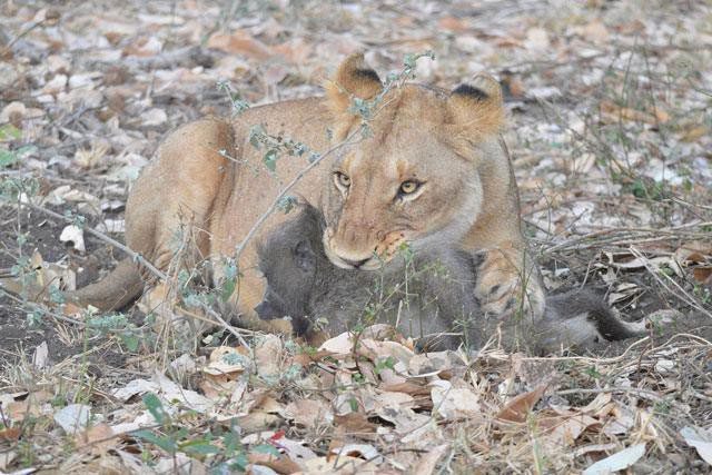 Chacma baboons are not the preferred prey of lions.